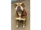 Adopt Nukey a Brown/Chocolate Mixed Breed (Large) / Mixed dog in Chamblee