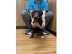 Adopt Eggroll a Black American Pit Bull Terrier / Mixed dog in Baton Rouge