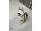 Adopt Luna a White Husky / Mixed dog in Monroe, MI (41447069)