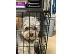 Adopt Oso a Gray/Blue/Silver/Salt & Pepper Poodle (Miniature) / Mixed dog in