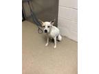 Adopt Judy Hopps a White Terrier (Unknown Type, Small) / Mixed dog in Fort