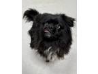 Adopt Floofer a Black Pomeranian / Pug / Mixed dog in Blackwood, NJ (41446688)