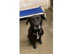 Adopt Andi a Black Labrador Retriever / Mixed Breed (Medium) / Mixed (short