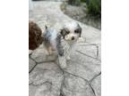 Adopt Flower a White - with Gray or Silver Poodle (Miniature) / Australian