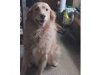 Adopt Mr. Max a Red/Golden/Orange/Chestnut - with White Australian Shepherd /