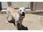 Adopt Dooley ***RESCUE CENTER*** a Tan/Yellow/Fawn - with White Labrador