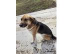 Adopt Jax a Black - with Tan, Yellow or Fawn German Shepherd Dog / Labrador