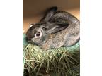 Adopt Peanut a Other/Unknown / Mixed rabbit in Brooklyn, NY (41447211)