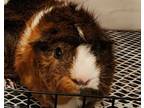 Adopt Brownie a Guinea Pig small animal in Brooklyn, NY (41447208)