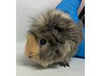 Adopt Waffle a Guinea Pig small animal in Brooklyn, NY (41447207)