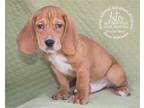 Adopt Aster a Red/Golden/Orange/Chestnut Basset Hound / Mixed dog in Newport