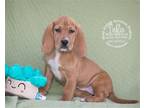 Adopt Dahlia a Red/Golden/Orange/Chestnut Basset Hound / Mixed dog in Newport