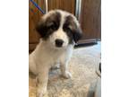 Adopt Ranger a White - with Brown or Chocolate Great Pyrenees / Mixed dog in San