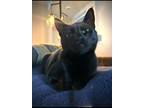 Adopt Maui a All Black Domestic Shorthair / Mixed (short coat) cat in Newberg
