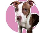 Adopt MASHA a White - with Brown or Chocolate Terrier (Unknown Type