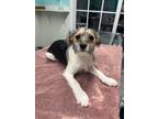 Adopt Amelia a Tricolor (Tan/Brown & Black & White) Shih Tzu / Terrier (Unknown