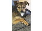 Adopt CHIP a Brown/Chocolate - with Black Miniature Pinscher / Jack Russell