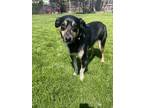 Adopt Opie a Black - with White Australian Cattle Dog / Border Collie / Mixed