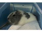 Adopt Silver a Guinea Pig small animal in New York, NY (41447200)