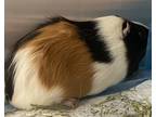 Adopt Baby Brown a Guinea Pig small animal in New York, NY (41447199)