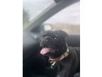 Adopt Scott a Black Pug / Mixed dog in Page, AZ (41435638)