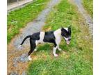 Adopt Arrow a American Pit Bull Terrier / Mixed dog in Ridgely, MD (41447046)