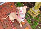 Adopt Shyna a Affenpinscher / Mixed dog in Ridgely, MD (41447045)