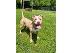 Adopt Shyna a Affenpinscher / Mixed dog in Ridgely, MD (41447045)
