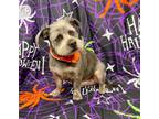 Adopt Rockey a Gray/Blue/Silver/Salt & Pepper Terrier (Unknown Type