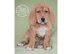 Adopt Petunia a Red/Golden/Orange/Chestnut Basset Hound / Mixed dog in Newport