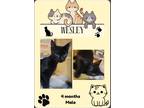 Adopt Wesley a All Black Domestic Shorthair (short coat) cat in Longview