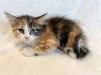 Adopt Cheesecake a All Black Domestic Shorthair / Domestic Shorthair / Mixed cat