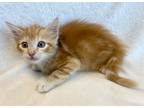 Adopt Tator tot a Orange or Red Domestic Shorthair / Domestic Shorthair / Mixed