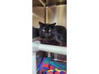 Adopt Picasso a All Black Domestic Longhair / Domestic Shorthair / Mixed cat in