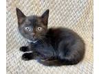 Adopt Tofu a All Black Domestic Shorthair / Domestic Shorthair / Mixed cat in