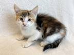 Adopt Tawny a Brown or Chocolate Domestic Shorthair / Domestic Shorthair / Mixed