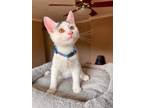 Adopt Trinity a Gray or Blue Domestic Shorthair / Domestic Shorthair / Mixed cat