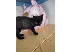 Adopt Tiny a All Black Domestic Shorthair / Domestic Shorthair / Mixed cat in