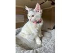 Adopt Tanner a White Domestic Shorthair / Domestic Shorthair / Mixed cat in