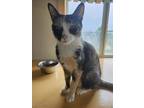 Adopt Linetti a Orange or Red Domestic Shorthair / Mixed Breed (Medium) / Mixed