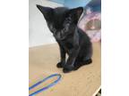 Adopt Matteo a All Black Domestic Shorthair / Domestic Shorthair / Mixed cat in