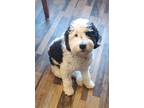 Adopt Laika a White - with Black Bernedoodle / Mixed dog in Mattawan