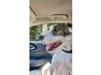 Adopt Charlie a Irish Wolfhound / Mixed dog in Salem, WI (39204222)
