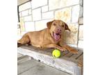 Adopt Molly a Red/Golden/Orange/Chestnut Vizsla / Mixed dog in North Richland
