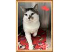 Adopt Gizmo a Domestic Shorthair / Mixed cat in Orangeville, ON (41447014)