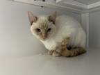 Adopt Sassy a Siamese / Mixed cat in Poughkeepsie, NY (41446288)