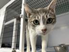 Adopt Greta a Domestic Shorthair / Mixed cat in Poughkeepsie, NY (41446287)