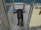 Adopt Walter a Labrador Retriever / Mixed dog in Raleigh, NC (41447004)