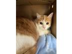 Adopt Lilli a Domestic Shorthair / Mixed cat in Cornwall, ON (41446998)