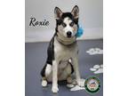 Adopt 24-05-1615 Roxie a Husky / Mixed dog in Dallas, GA (41446996)